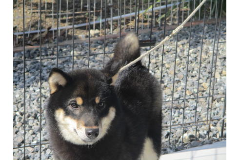 成約済の岡山県の柴犬-105940の2枚目